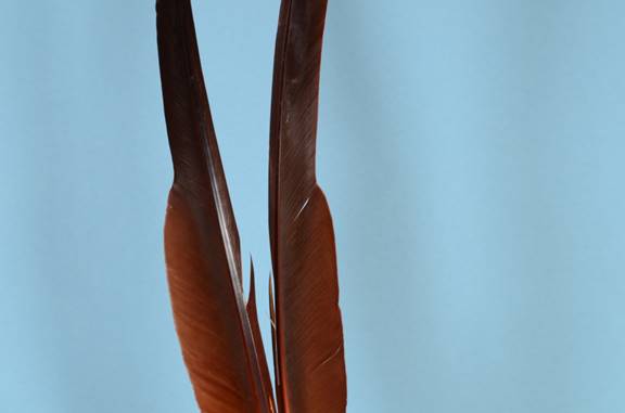Right and Left Biot Quills